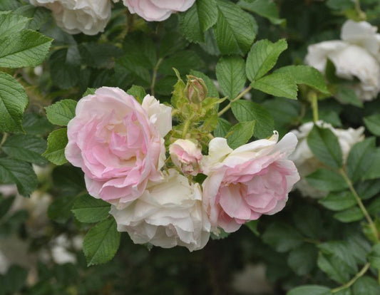 Bodendeckerrose 'Polareis' ® - Rosa 'Polareis' ® BDR