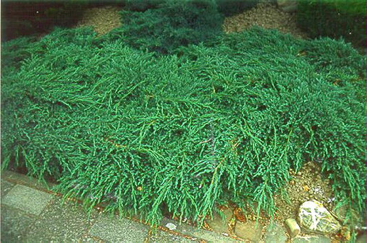 Bodenwacholder 'Blue Carpet' - Juniperus squamata 'Blue Carpet'