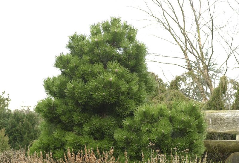 Bosnische Kiefer 'Compact Gem' - Pinus heldreichii 'Compact Gem'