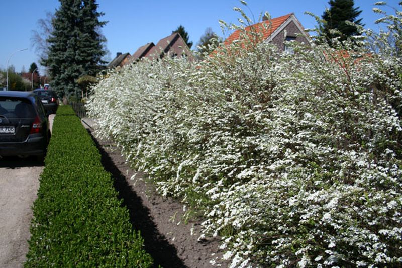 Brautspiere - Spiraea arguta