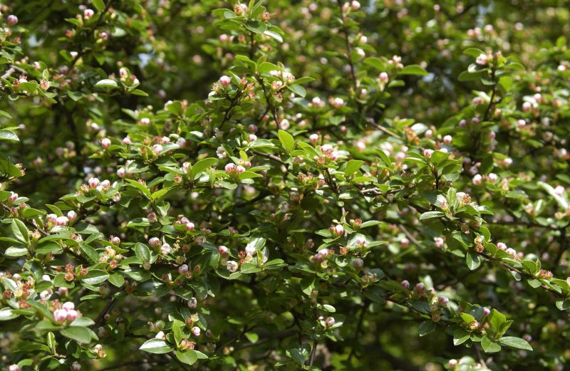 Breite Strauchmispel - Cotoneaster divaricatus