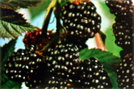 Brombeere 'Oregon Evergreen' - Rubus fruticosus 'Oregon Evergreen' zert.vf