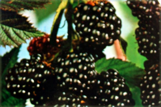 Brombeere 'Thornless Evergreen' - Rubus fruticosus 'Thornless Evergreen' CAC