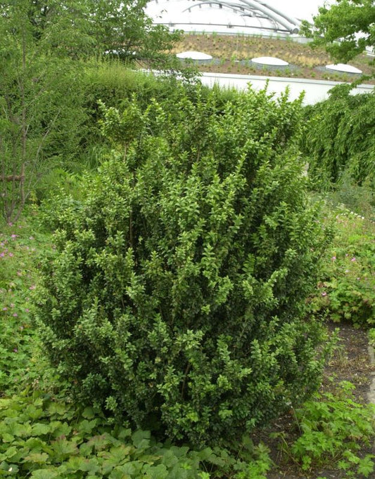 Buchsbaum 'Handsworthiensis' - Buxus sempervirens 'Handsworthiensis'