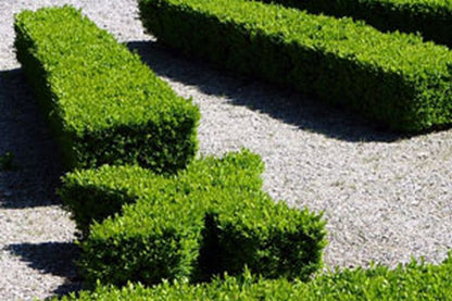 Buchsbaum / Heckenbuchs - Buxus sempervirens var.arborescens