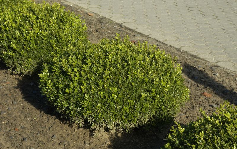 Buchsbaum 'Herrenhausen' - Buxus sempervirens 'Herrenhausen'