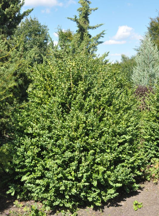 Buchsbaum 'Rotundifolia' - Buxus sempervirens 'Rotundifolia'
