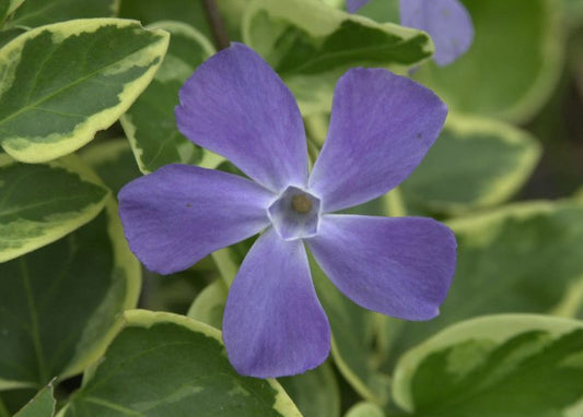 Buntblättr.Immergrün - Vinca major 'Variegata'