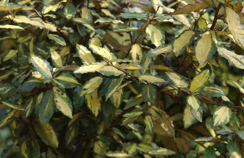 Buntlaubige Ölweide Elaeagnus pungens 'Maculata' BaumschuleGarten.de