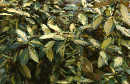 Buntlaubige Ölweide - Elaeagnus pungens 'Maculata'