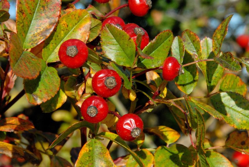 Carolina-Rose - Rosa carolina