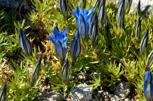 Chinesischer Herbst-Enzian - Gentiana sino-ornata