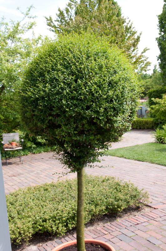 Delavays Liguster - Ligustrum delavayanum