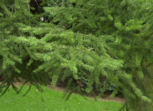 Douglasfichte,Graue Douglasfichte - Pseudotsuga menziesii caesia