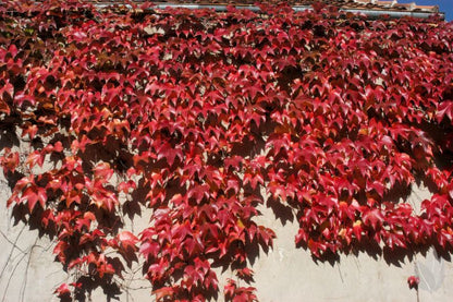 Dreilappige Jungfernrebe 'Veitchii' / Wilder Wein - Parthenocissus tricuspidata 'Veitchii'