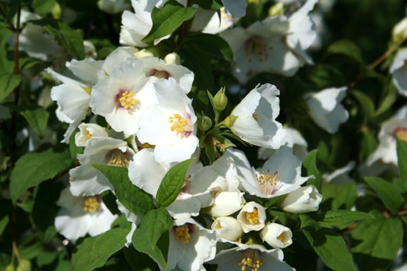Duftend. Bauernjasmin - Philadelphus coronarius