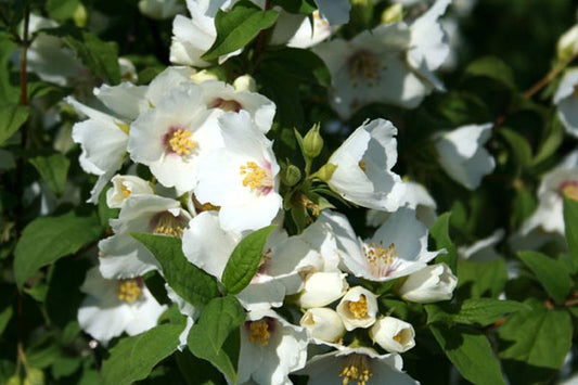 Duftend. Bauernjasmin - Philadelphus coronarius