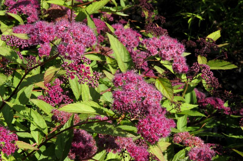 Dunkelrote Sommerspiere - Spiraea japonica 'Zigeunerblut'