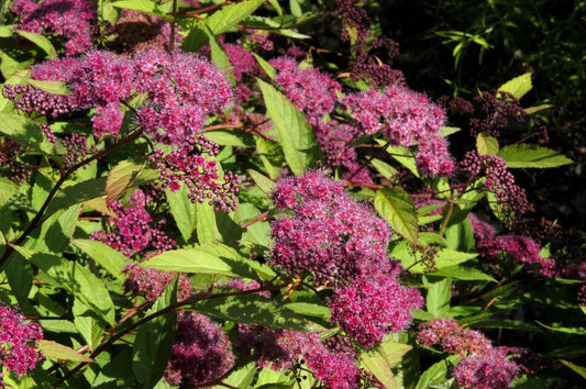 Dunkelrote Sommerspiere - Spiraea japonica 'Zigeunerblut'