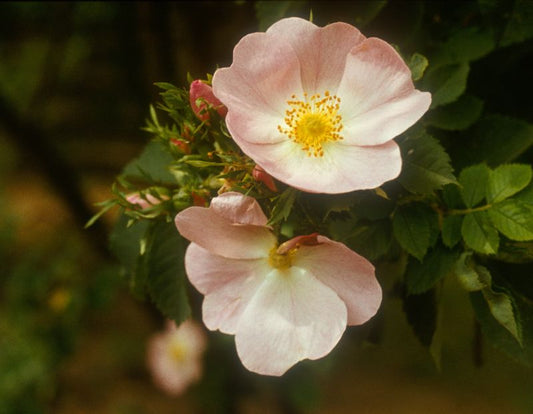 Ebenstrauß-Rose - Rosa corymbifera