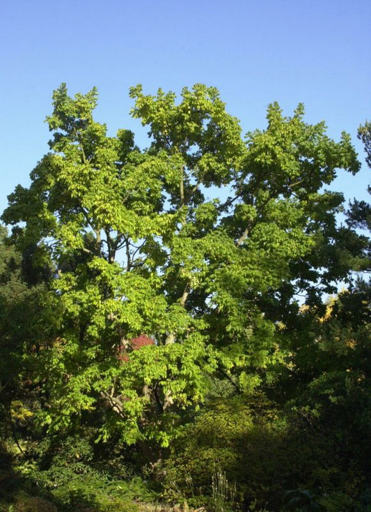 Echter Korkbaum - Phellodendron amurense