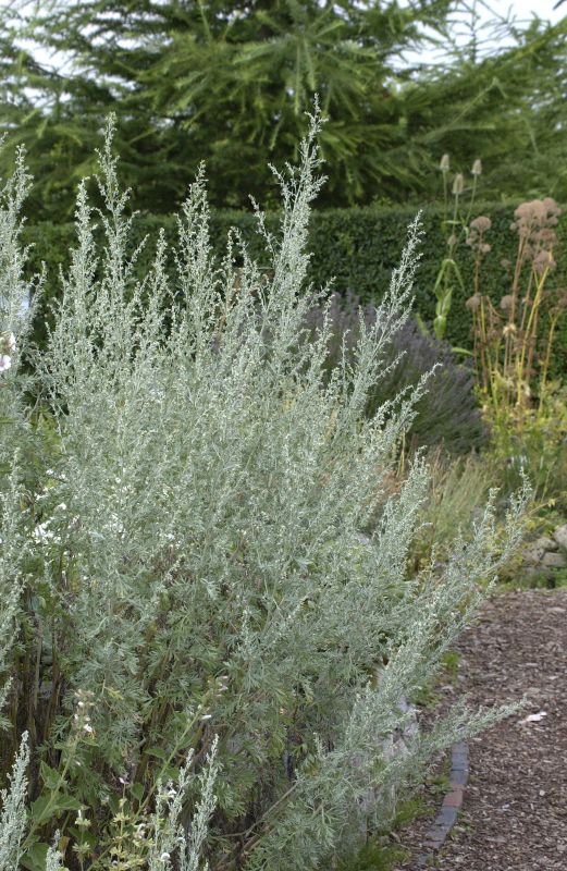 Echter Wermut - Artemisia absinthium