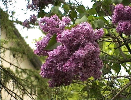 Edelflieder 'Mrs.Edward Harding' - Syringa vulg.'Mrs.Edward Harding'