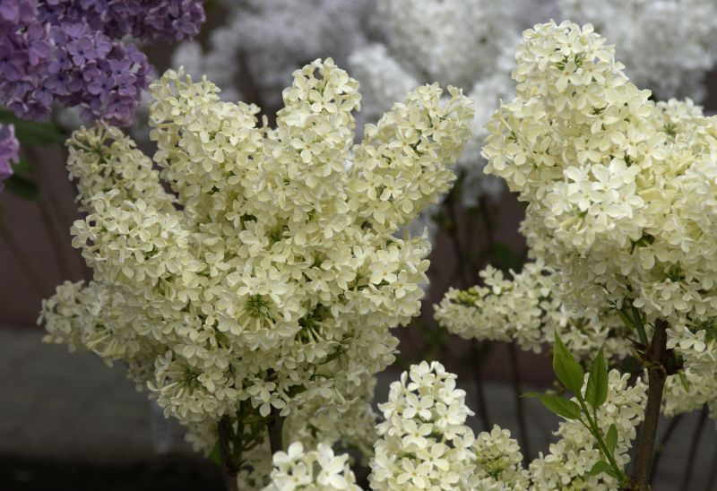 Edelflieder 'Primrose' - Syringa vulg.'Primrose'