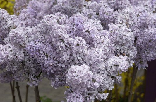 Edelflieder 'Ruhm von Horstenstein' - Syringa vulgaris 'Ruhm von Horstenstein'