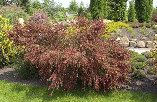 Edelginster 'Lena' - Cytisus scoparius 'Lena'