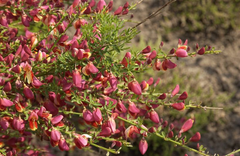 Edelginster 'Roter Favorit' - Cytisus scoparius 'Roter Favorit'