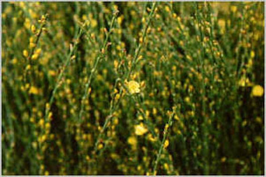 Edelginster 'Strictus' - Cytisus scoparius 'Strictus'