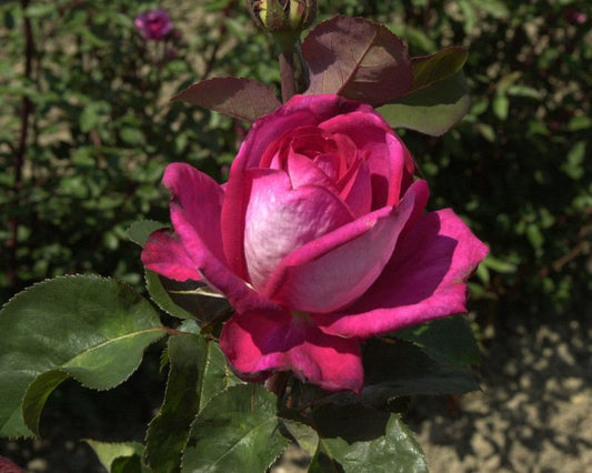 Edelrose 'Acapella' ® - Rosa 'Acapella' ® TH