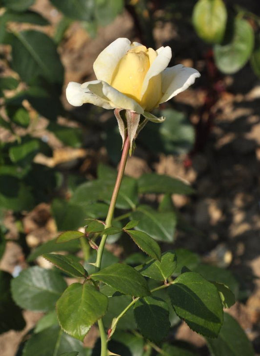 Edelrose 'Ambiente' ® - Rosa 'Ambiente' ® TH