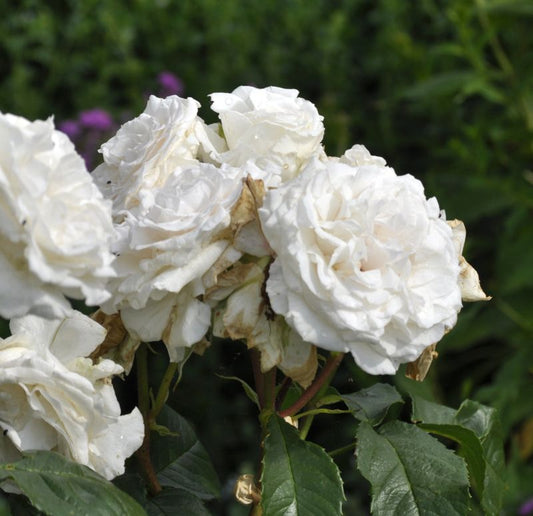 Edelrose 'Annapurna' ® - Rosa 'Annapurna' ® TH