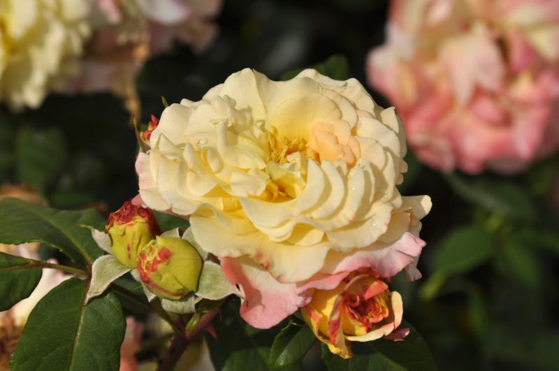 Edelrose 'Aquarell' - Rosa 'Aquarell' TH