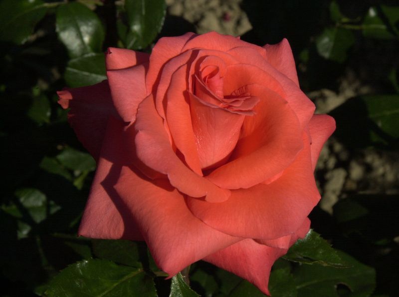 Edelrose 'Ave Maria' ® - Rosa 'Ave Maria' ® TH