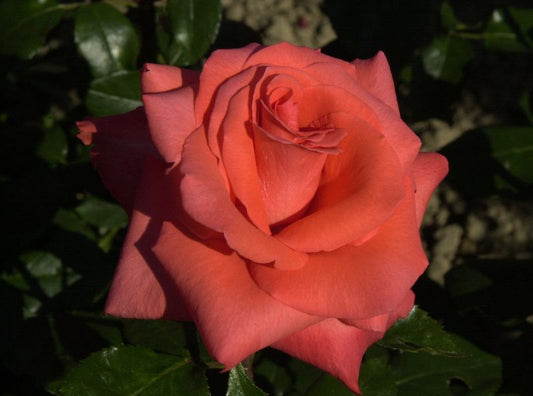 Edelrose 'Ave Maria' ® - Rosa 'Ave Maria' ® TH