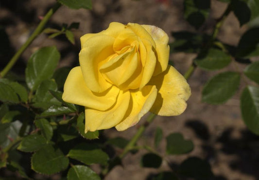 Edelrose 'Berolina' ® - Rosa 'Berolina' ® TH