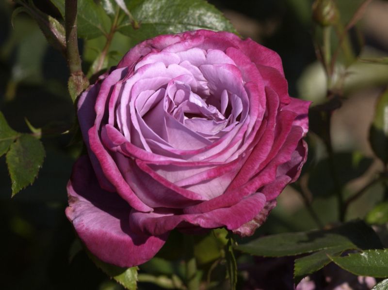 Edelrose 'Blue River' ® - Rosa 'Blue River' ® TH