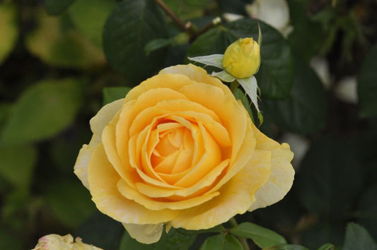 Edelrose 'Candlelight' ® - Rosa 'Candlelight' ® TH