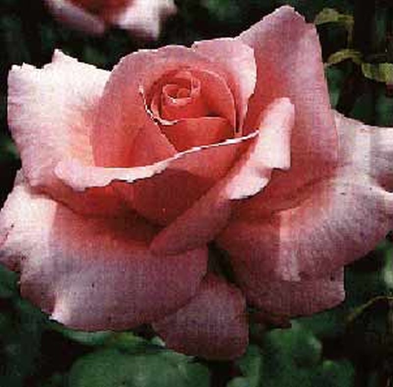 Edelrose 'Carina' ® - Rosa 'Carina' ® TH