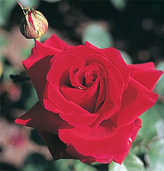Edelrose 'Duftzauber' ® - Rosa 'Duftzauber' ® TH