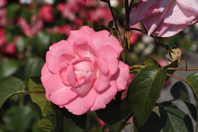 Edelrose 'Eliza' ® ADR-Rose - Rosa 'Eliza' ® TH