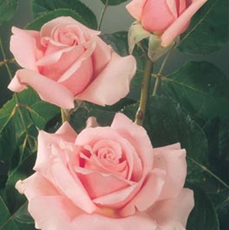 Edelrose 'Frederic Mistral' ® - Rosa 'Frederic Mistral' ® TH