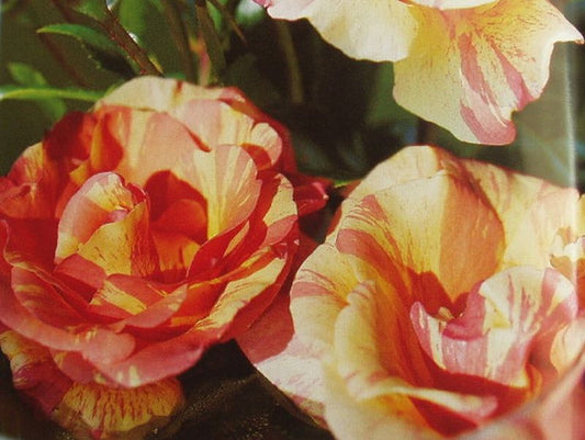 Edelrose 'Fruite' ® - Rosa 'Fruite' ® TH