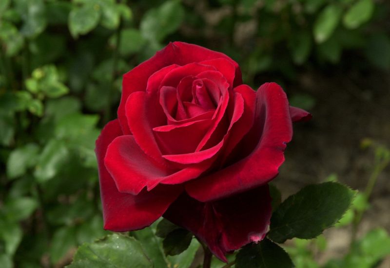 Edelrose 'Graf Lennart' ® - Rosa 'Graf Lennart' ® TH