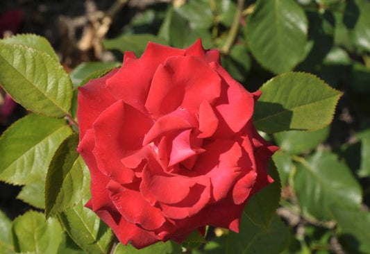 Edelrose 'Grande Amore' ® ADR-Rose - Rosa 'Grande Amore' ® TH