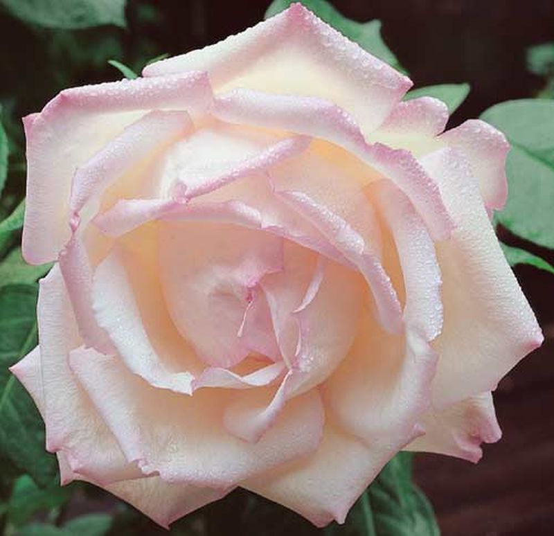 Edelrose 'Honore de Balzac' ® - Rosa 'Honore de Balzac' ® TH