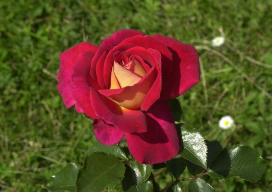 Edelrose 'Kleopatra' ® - Rosa 'Kleopatra' ® TH